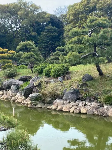 清澄庭園の池と松、石組の庭景