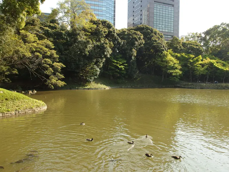 小石川後楽園の池と緑、都心の建物を望む庭景